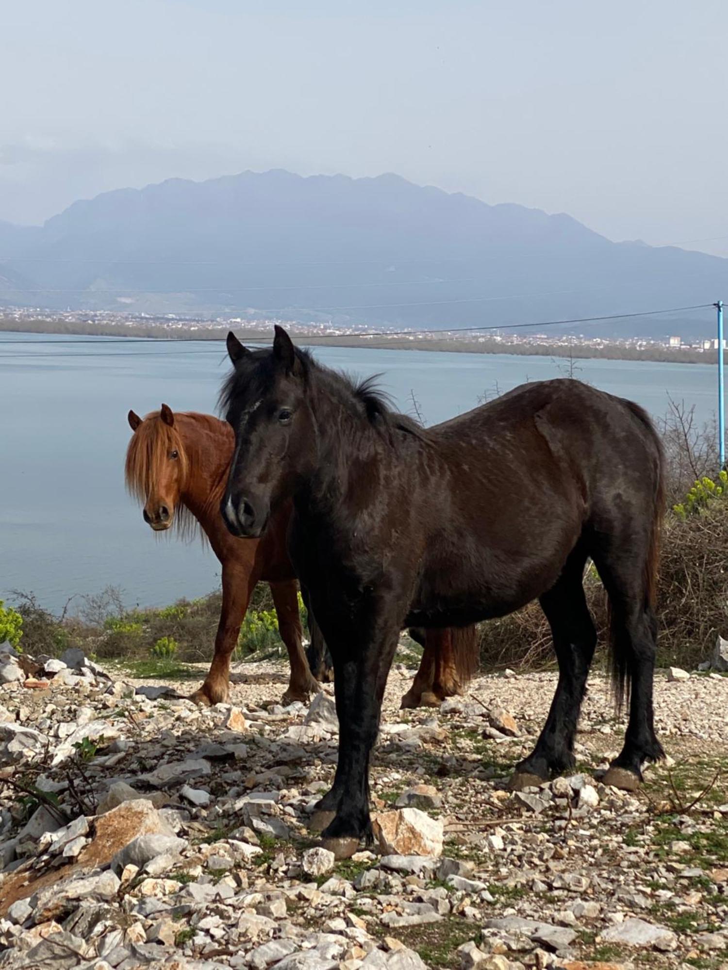 Artists Shkodër